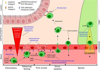 Targeting Immune Cell Trafficking – Insights From Research Models and Implications for Future IBD Therapy